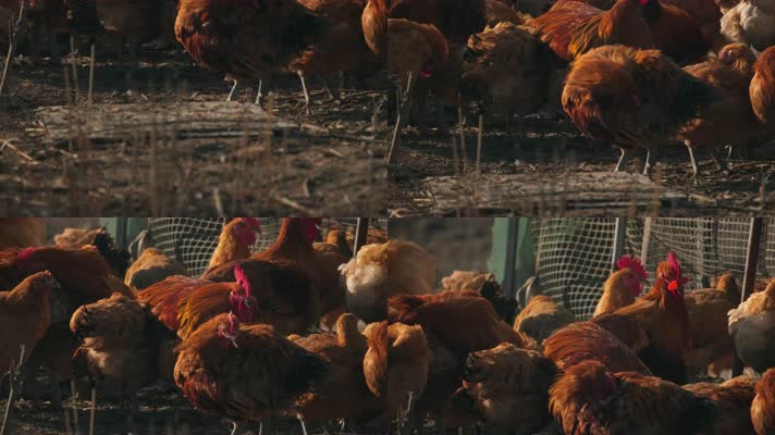 家禽养殖场鸡4K实拍空镜