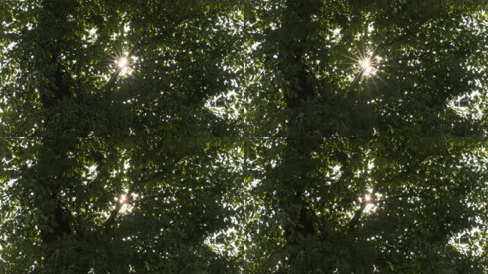 树叶星芒慢镜头4K实拍空镜