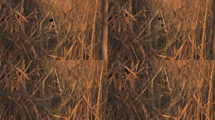 芦苇丛中小鸟4K实拍空镜