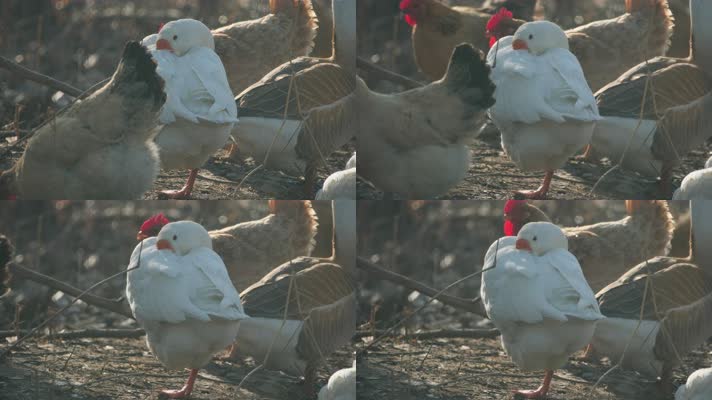 农民养的鸡鸭鹅4K实拍空镜