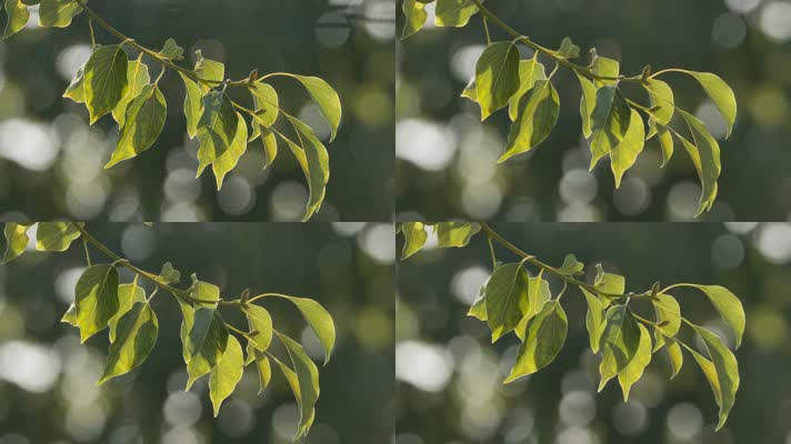 超唯美逆光树叶慢镜头升格4K实拍空镜