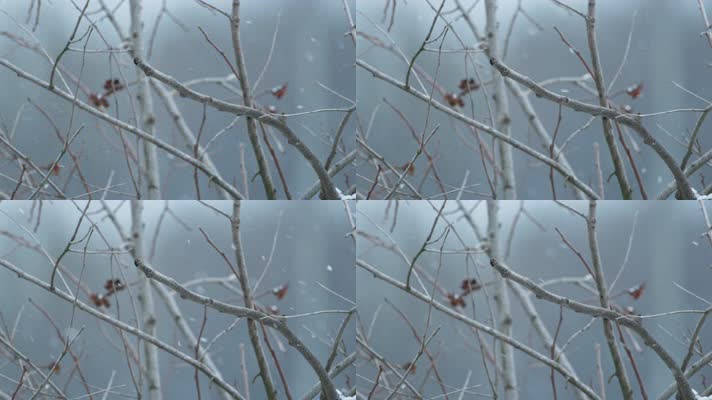 雪中树枝慢镜头升格4K实拍空镜