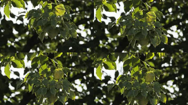 树叶果实慢镜头升格4K实拍空镜