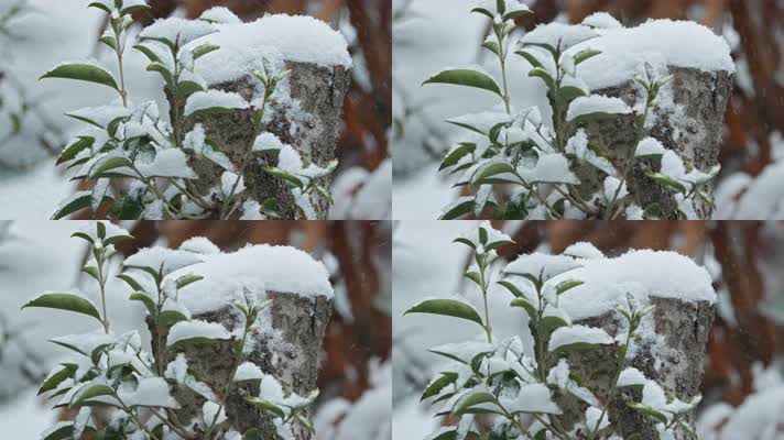 下雪树叶木头慢镜托4K实拍空镜