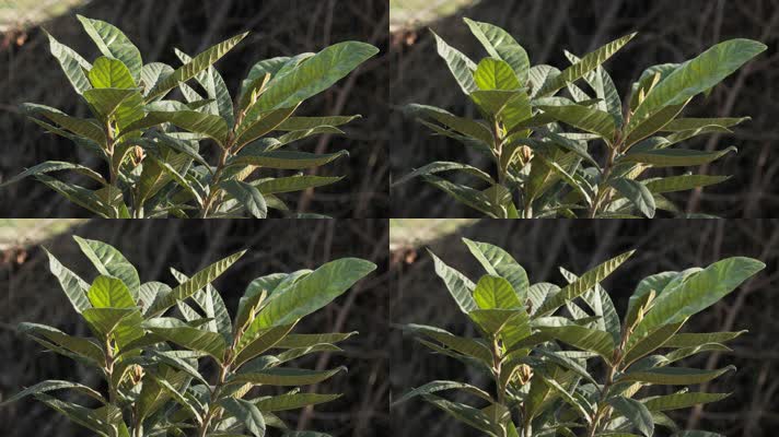 植物叶子4K实拍空镜