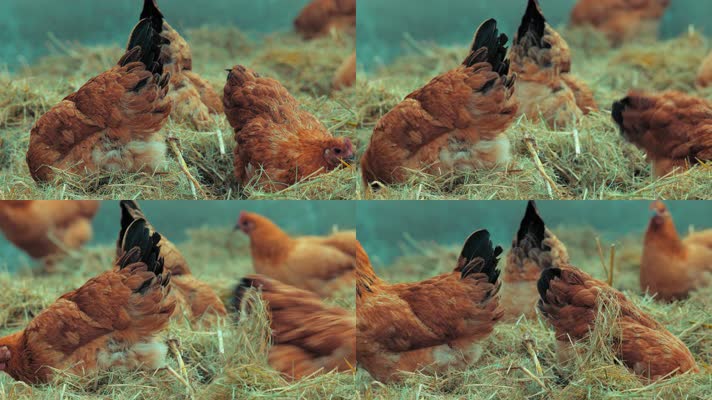 鸡觅食4K实拍空镜