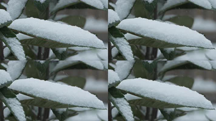 树叶积雪慢镜头4K实拍空镜