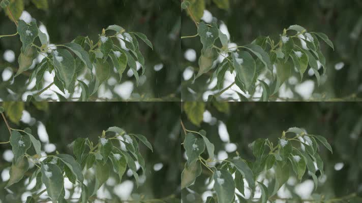 树叶飘雪慢镜头4K实拍空镜