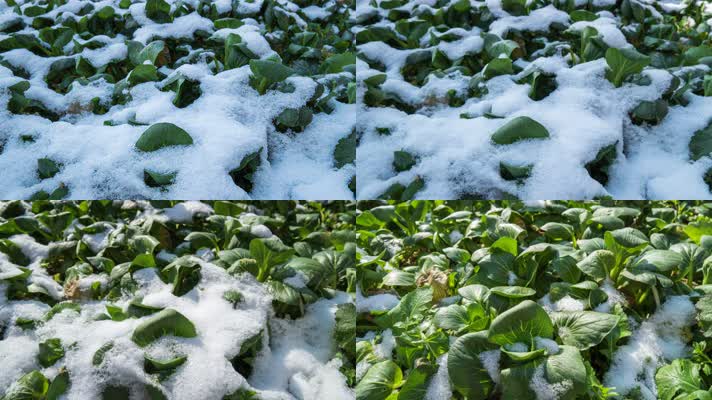 冰雪融化植物苏醒延时4K实拍空镜