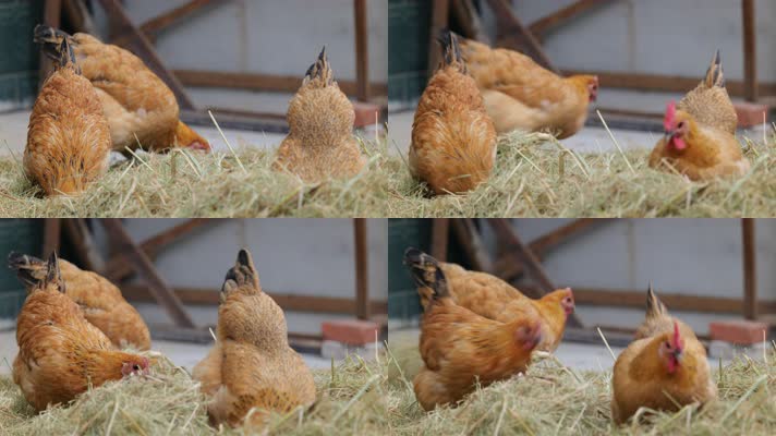 农民饲养的鸡4K实拍空镜