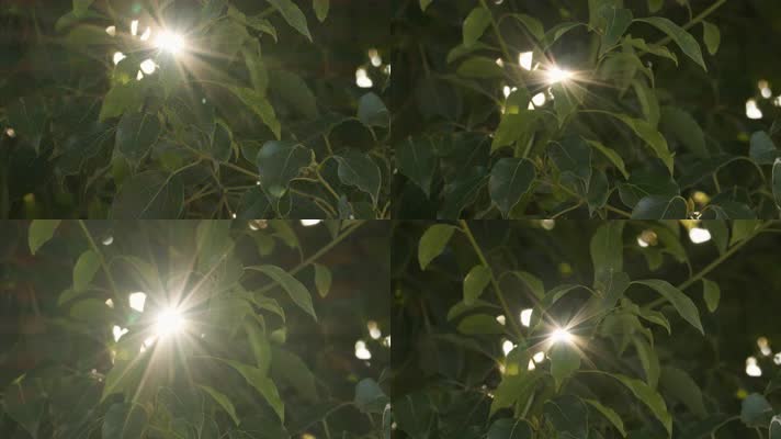唯美树叶星芒慢镜头升格4K实拍空镜