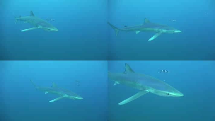 【4K】大白鲨