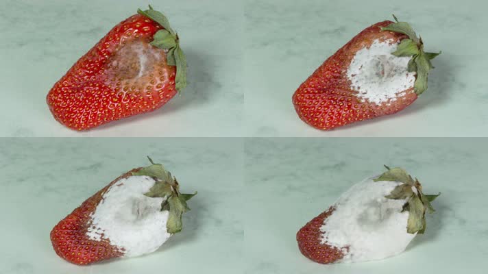 【4K】草莓变质