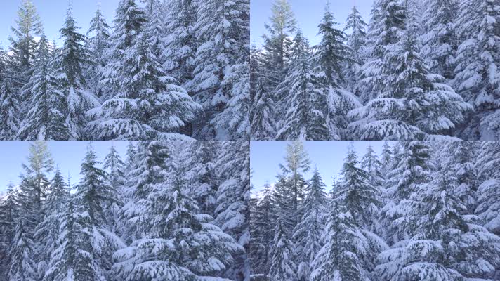 雪天的松树