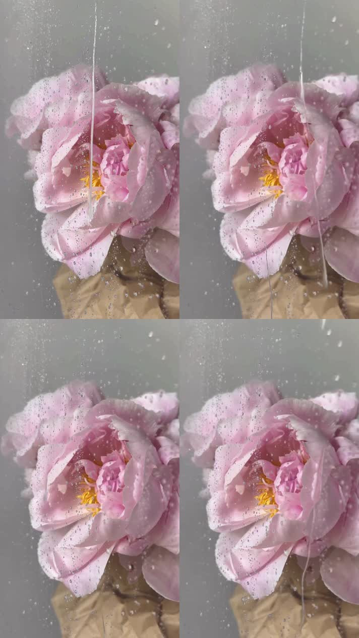 粉色玫瑰花玻璃雨滴