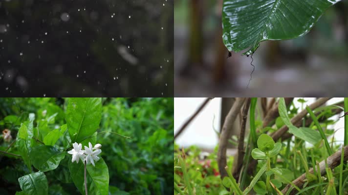 雨水滴落植物叶片合集
