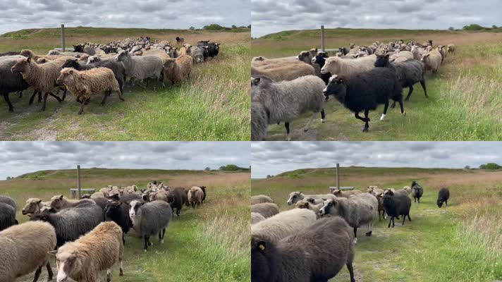 天然牧场羊群放羊养殖