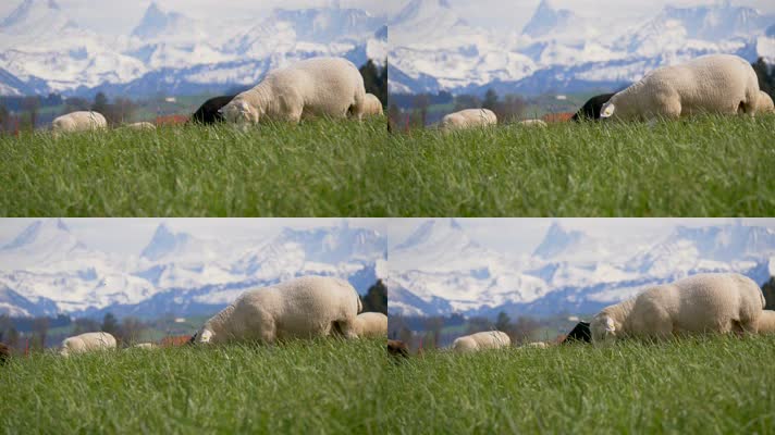 高山草原天然牧场羊群牧羊