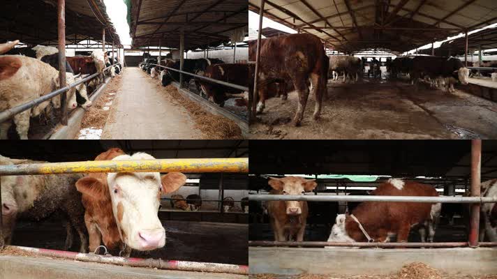 牛 黄牛养殖 畜牧业养牛厂牛圈肉牛养牛厂