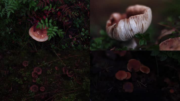森林中各类蘑菇菌类浆果