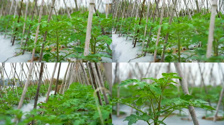 庄稼经济作物农业番茄种植4K