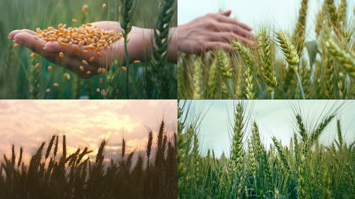 小麦丰收季节
