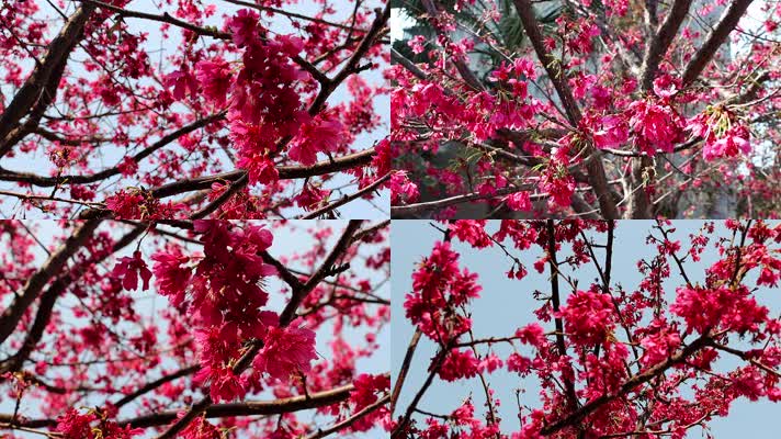 春天阳光一树盛开的山樱桃花