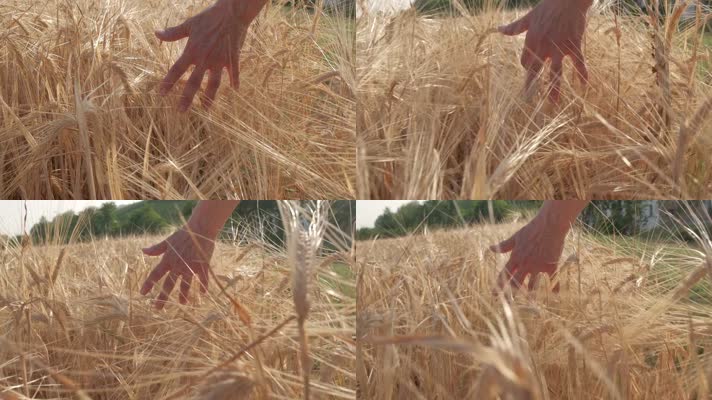 大丰收成熟的麦子用手抚摸