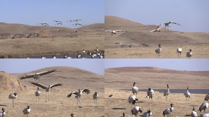 4K拍摄 云南大山包黑颈鹤着陆