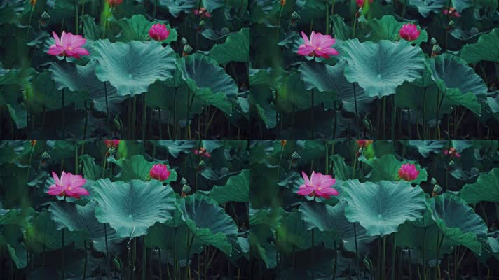lotus CC-A_07荷花自然涟漪露水池塘开花莲蓬公园花瓣雨诗