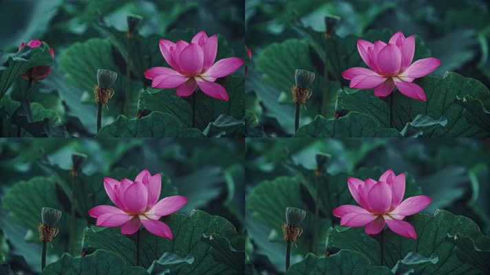 lotus CC-A_17荷花自然涟漪露水池塘开花莲蓬公园花瓣雨诗