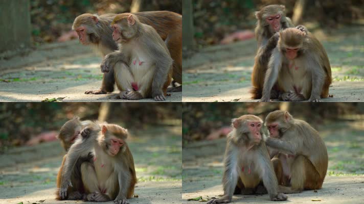 猴子联络感情龙虎山猕猴恒河猴