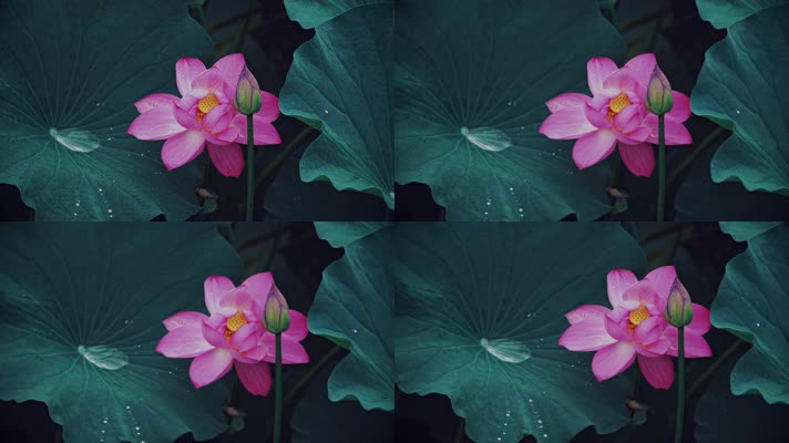 lotus CC-A_16荷花自然涟漪露水池塘开花莲蓬公园花瓣雨诗