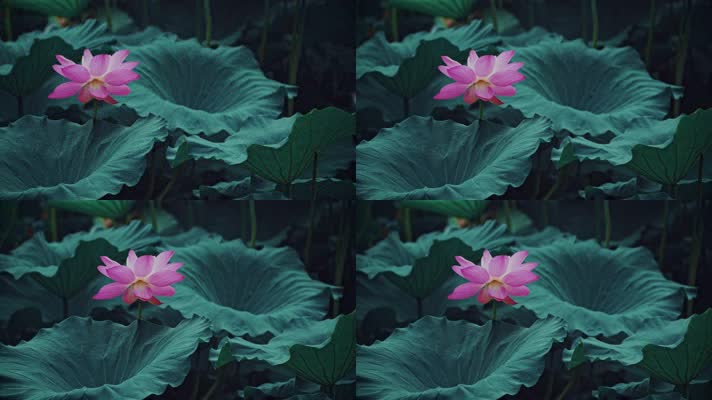 lotus CC-A_11荷花自然涟漪露水池塘开花莲蓬公园花瓣雨诗