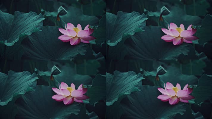 lotus CC-A_09荷花自然涟漪露水池塘开花莲蓬公园花瓣雨诗