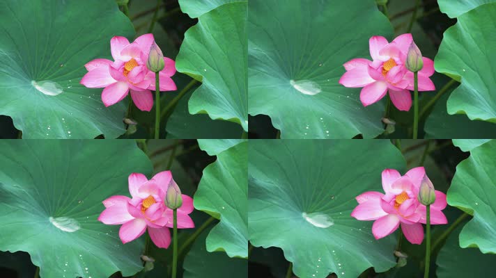 lotus CC-B_17荷花自然涟漪露水池塘开花莲蓬公园花瓣雨诗