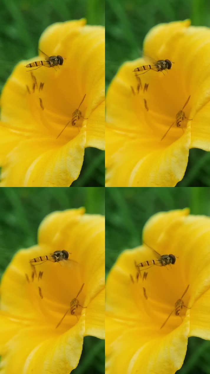 蜜蜂01蜜蜂采蜜升格慢镜头花丛花簇自然美花头黄色