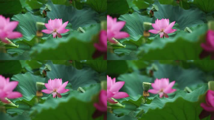 lotus CC-B_15荷花自然涟漪露水池塘开花莲蓬公园花瓣雨诗