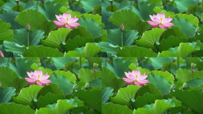 lotus CC-B_03荷花自然涟漪露水池塘开花莲蓬公园花瓣雨诗