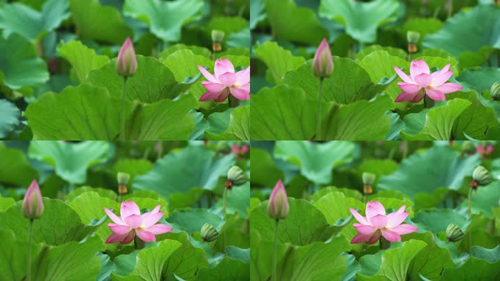 lotus CC-B_02荷花自然涟漪露水池塘开花莲蓬公园花瓣雨诗