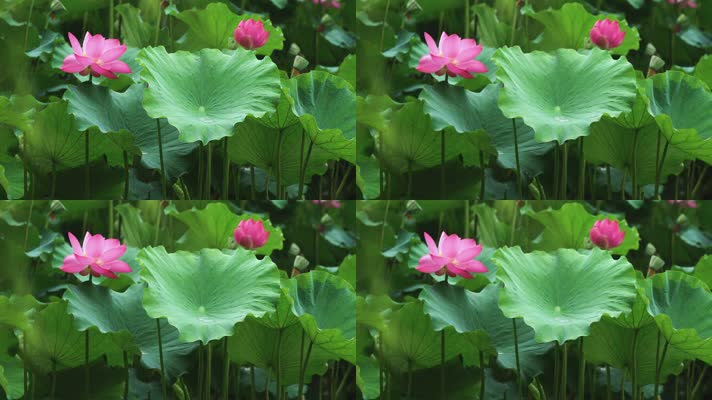 lotus CC-B_07荷花自然涟漪露水池塘开花莲蓬公园花瓣雨诗