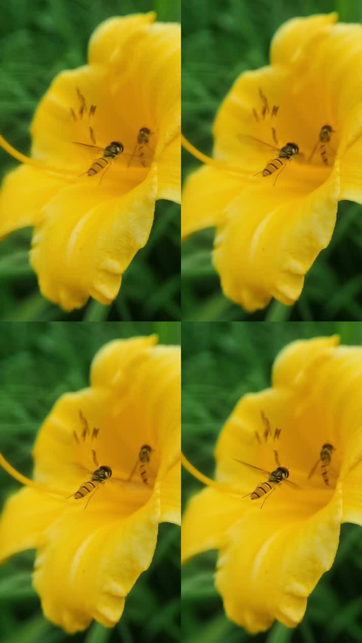 蜜蜂02蜜蜂采蜜升格慢镜头花丛花簇自然美花头黄色