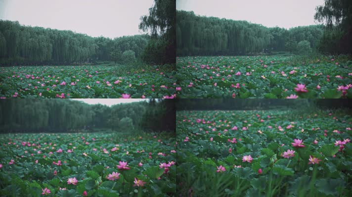 lotus CC-A_19荷花自然涟漪露水池塘开花莲蓬公园花瓣雨诗