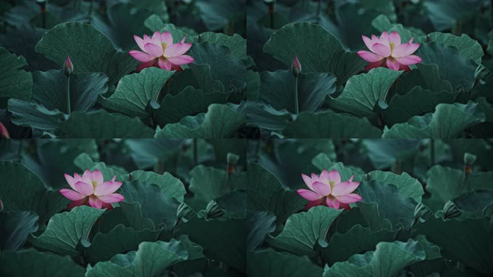 lotus CC-A_02荷花自然涟漪露水池塘开花莲蓬公园花瓣雨诗