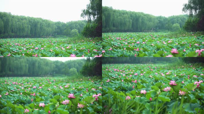 lotus CC-B_01荷花自然涟漪露水池塘开花莲蓬公园花瓣雨诗