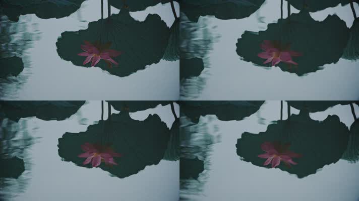 lotus CC-A_12荷花自然涟漪露水池塘开花莲蓬公园花瓣雨诗