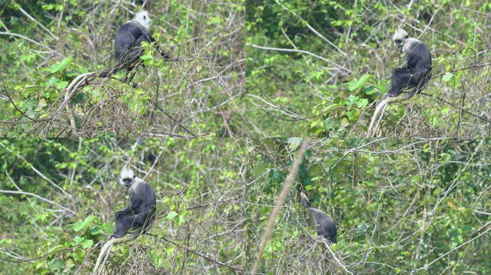 4K拍摄 崇左白头叶猴保护区
