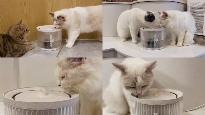 宠物猫咪喝水 镜头素材