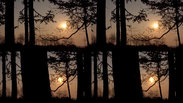 4K日落傍晚逆光拍摄树林