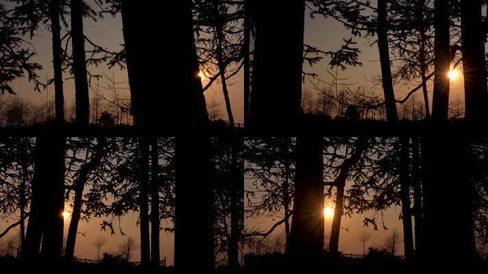 4K日落夕阳傍晚逆光拍摄树林
